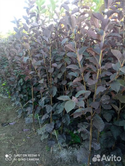 Краснолистная черёмуха шуберта