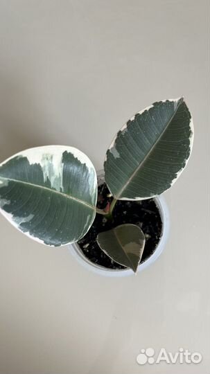 Фикус эластика тинеке