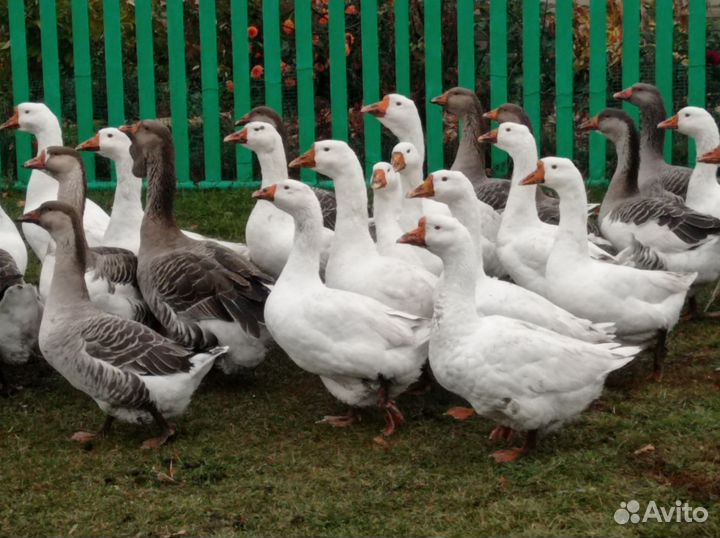 Гуси Холмогор+тулуз, линда