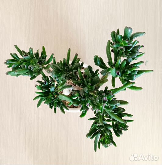 Растения (голлум, зензи, фикус эластика крупный)