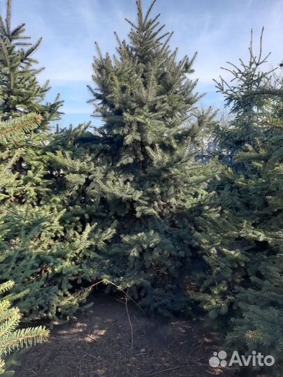 Ель голубая