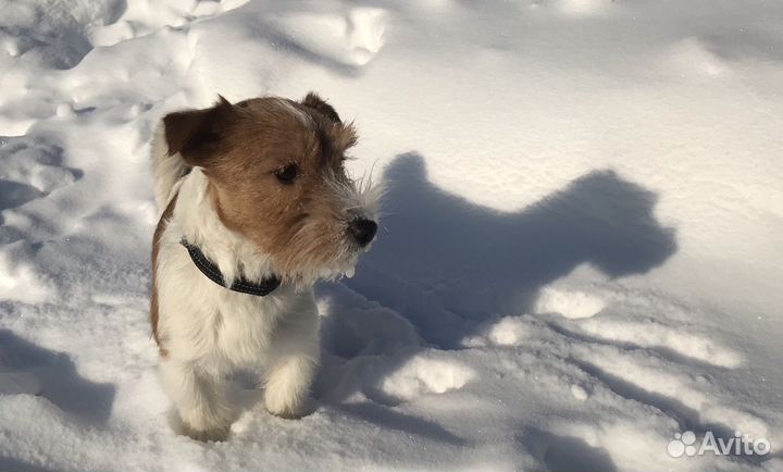 Джек рассел вязка