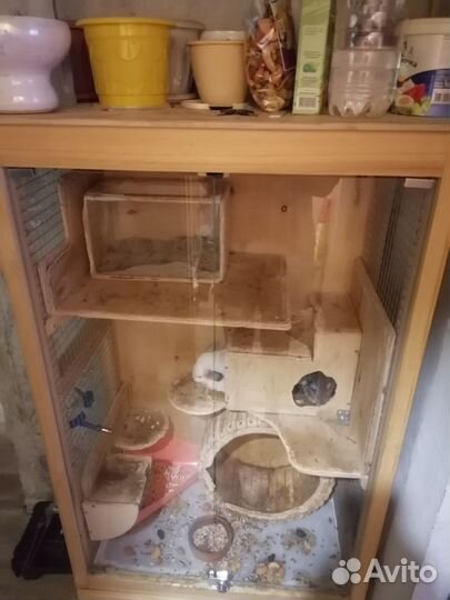 Шиншиллы с домом витриной