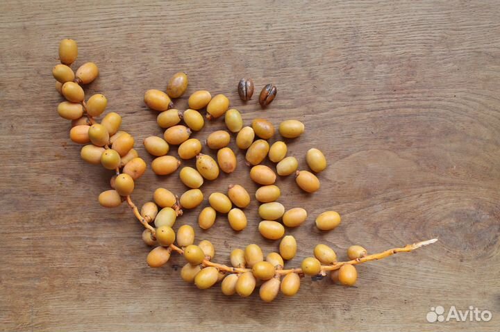 Финик канарский, семена