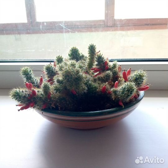 Кактус маммилярия