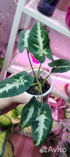 Сциндапсус марбл квин