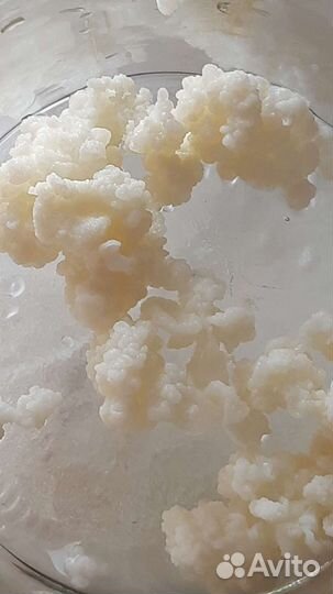 Кефирный (тибетский) молочный гриб