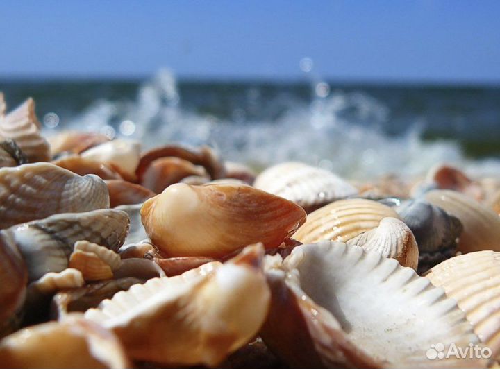 Морская Ракушка Кунарка