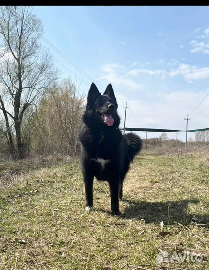 Собака метис овчарки и лайки, 1 год