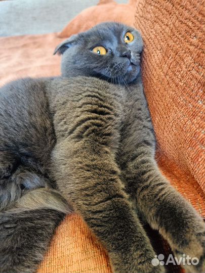 Шотландская