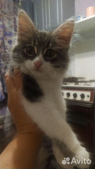Котик бесплатно