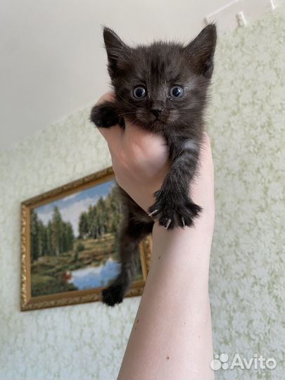 Котята метисы