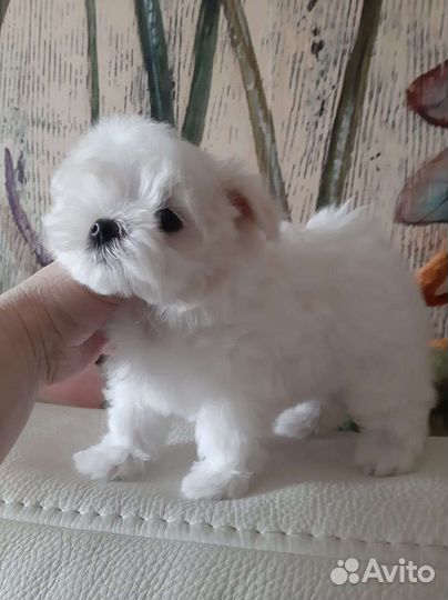 Мальтийская болонка. Мимишные Мальтезе. РКФ