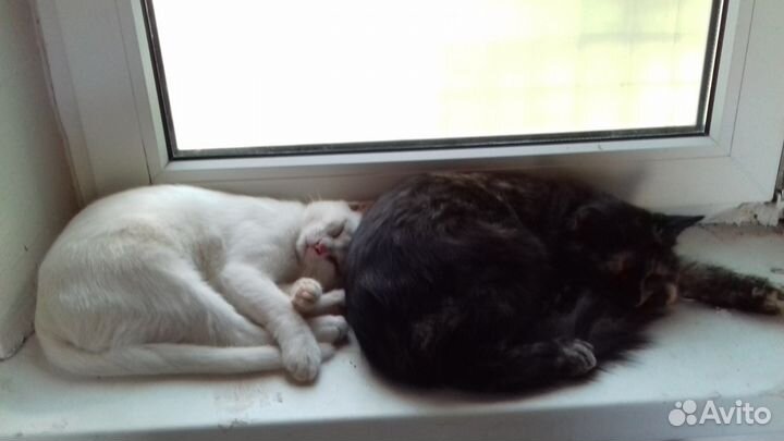 Милые и чудные котики вам в дом