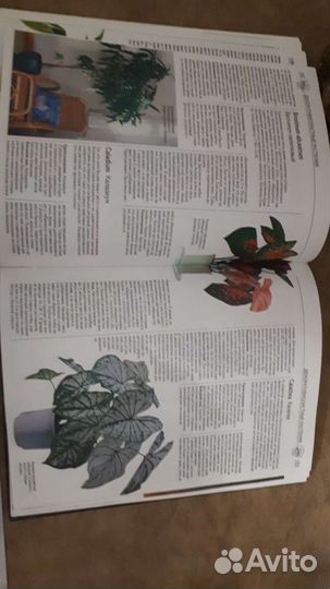 Книга 500 видов домашних растений