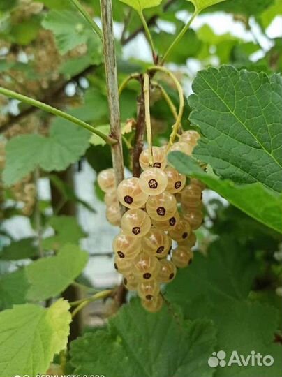 Смородина чёрная, красная и жёлтая