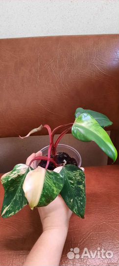 Филодендрон ред эмеральд