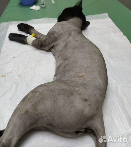 Стерилизация кошек по боковому доступу на дому