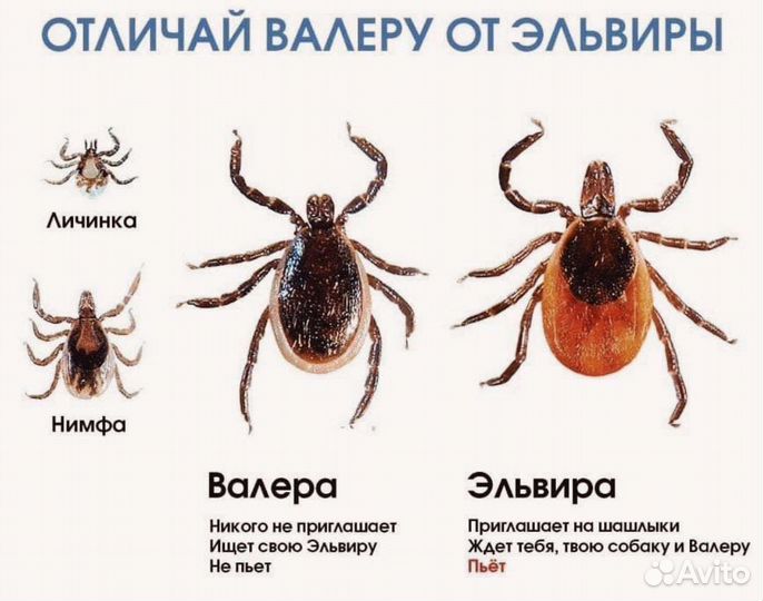Обработка от клопов, тараканов, клещей и др