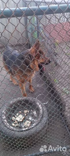 Случка собак