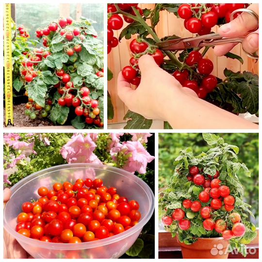 Каменный цветок лучший томат для дома