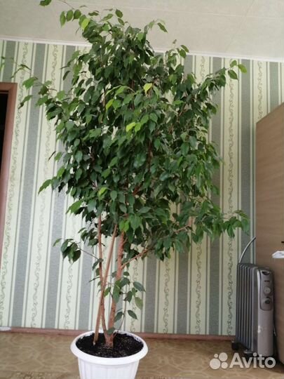 Фикус бенджамина большой
