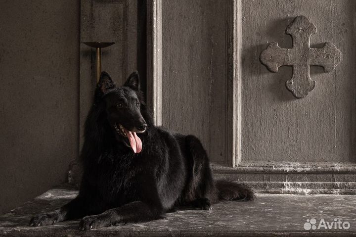Бельгийская овчарка грюнендаль и тервюрен