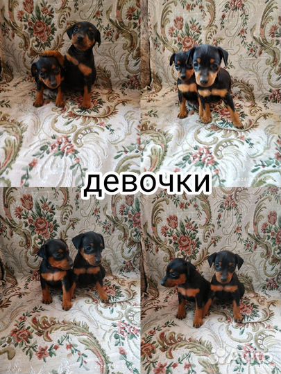 Щенок цвергпинчера