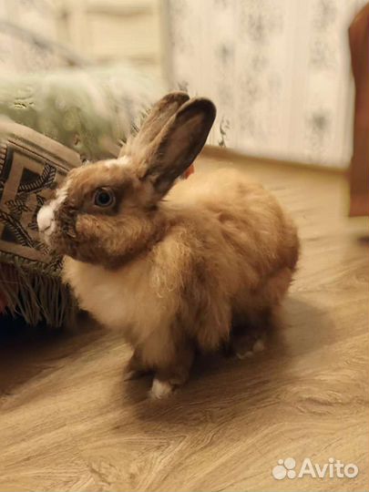 Передержка животных (Зооняня)