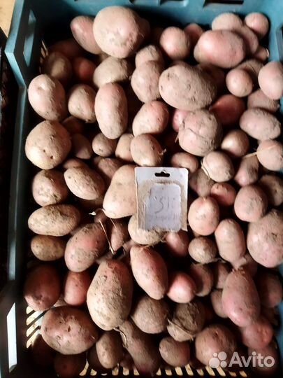 Семенной Картофель элита,80 сортов