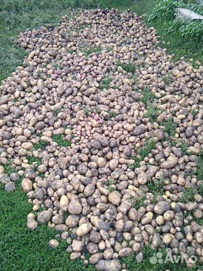 Картошка Домашняя