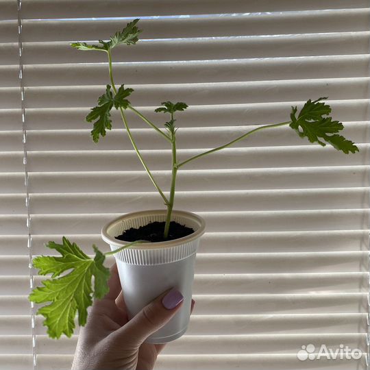 Лимонная герань