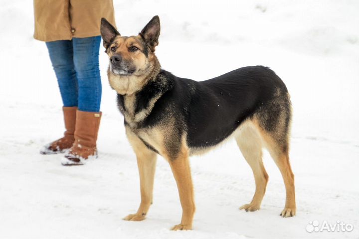 Арина в добрые руки