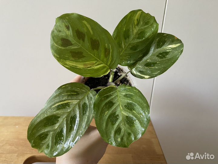 Маранта бьюти ким