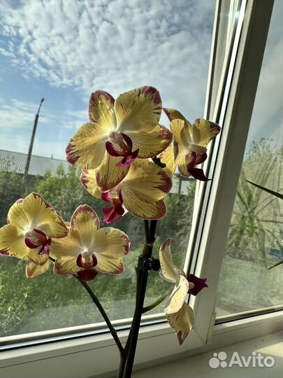Орхидея фаленопсис Попугай
