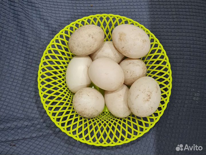 Утиные яйца