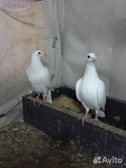 Спортивные голуби