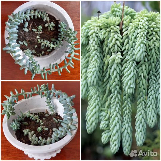 Очиток моргана, сорт бурито