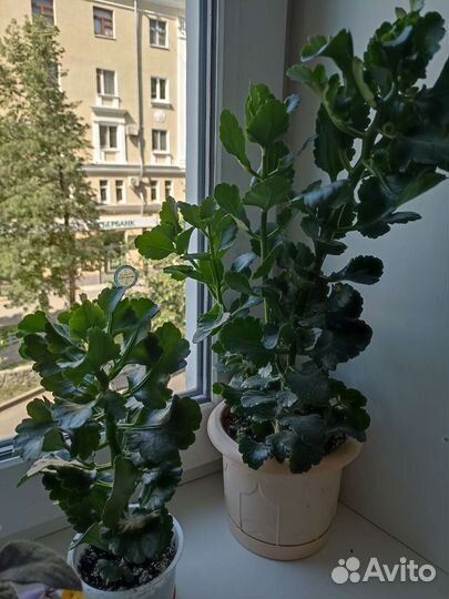 Комнатные растения