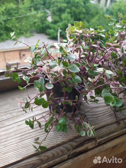 Каллизия Бьянка. Спатифиллум. Традесканция