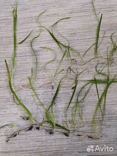 Валиснерия