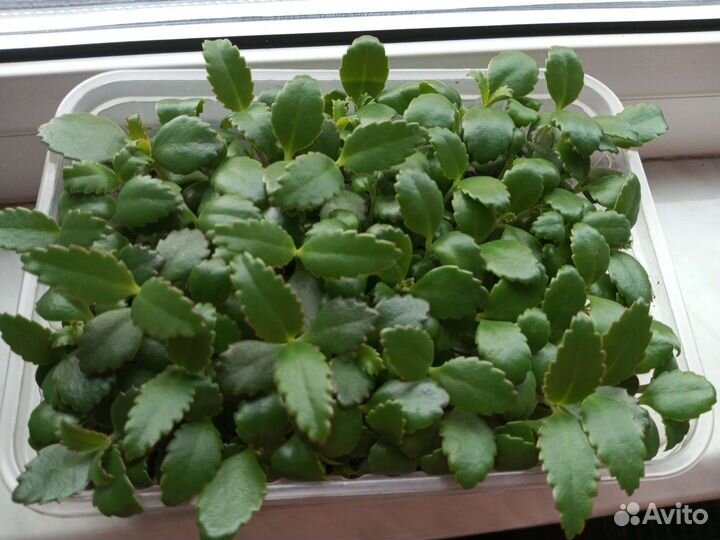 Каланхоэ лечебное