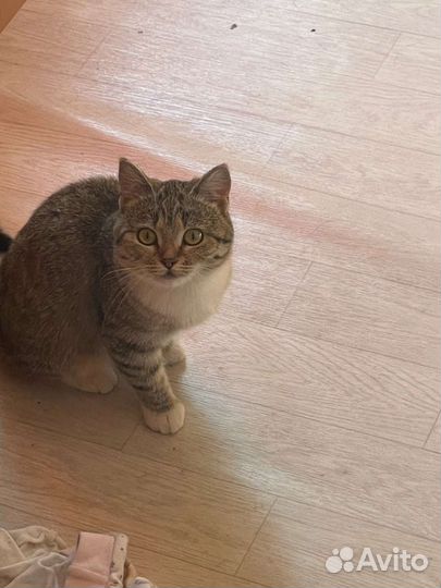 Кошка в дар
