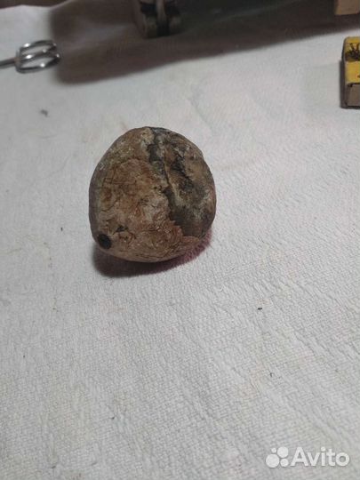 Окаменелый морской ёж