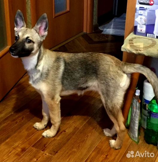 Охранник в дар