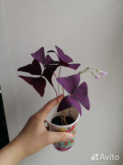 Кислица оксалис