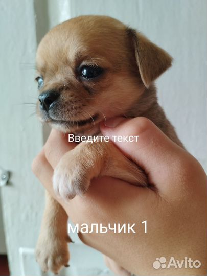 Щенки чихуахуа