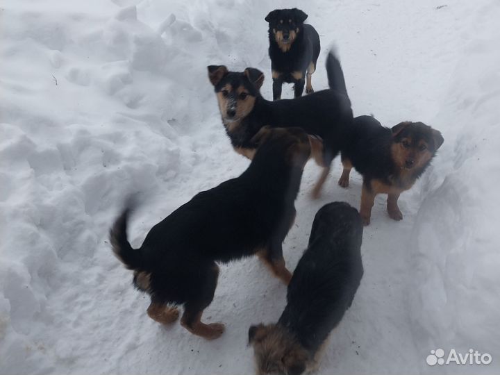 Собака в добрые руки щенок