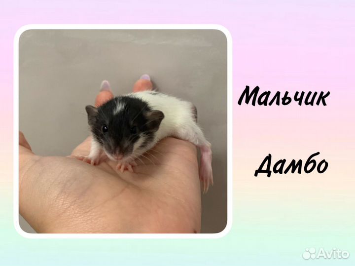 Крысята / мальчики / дамбо / ручные