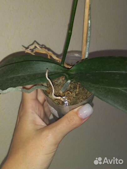 Орхидея фаленопсис